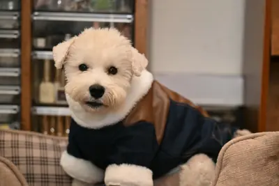 Собака в готелі «Чорне море» в Одесі