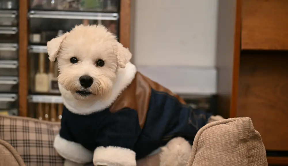 Собака в готелі «Чорне море» в Одесі